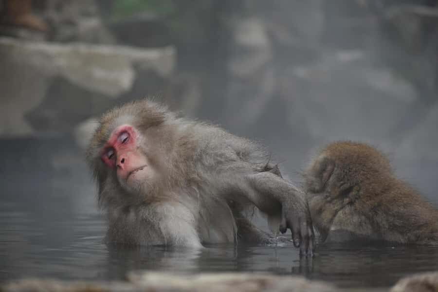 Tokyo: Private Nagano Zenko-ji & Snow Monkeys Day Trip - Practical Considerations