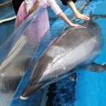 Tokyo Private Tour with a Kid~Friendly Guide - Why This Tour is Worth It