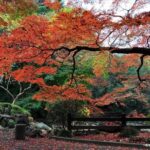 Tokyo: Shinjuku Gyoen Autumn Leaves Stroll (Entry Included) - The Garden Experience: A Taste of Three Styles