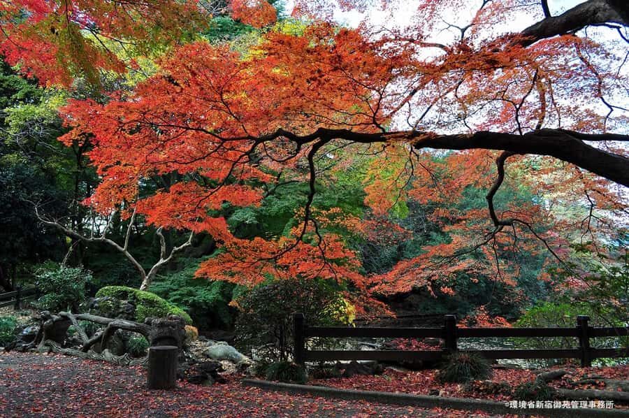 Tokyo: Shinjuku Gyoen Autumn Leaves Stroll (Entry Included) - The Garden Experience: A Taste of Three Styles