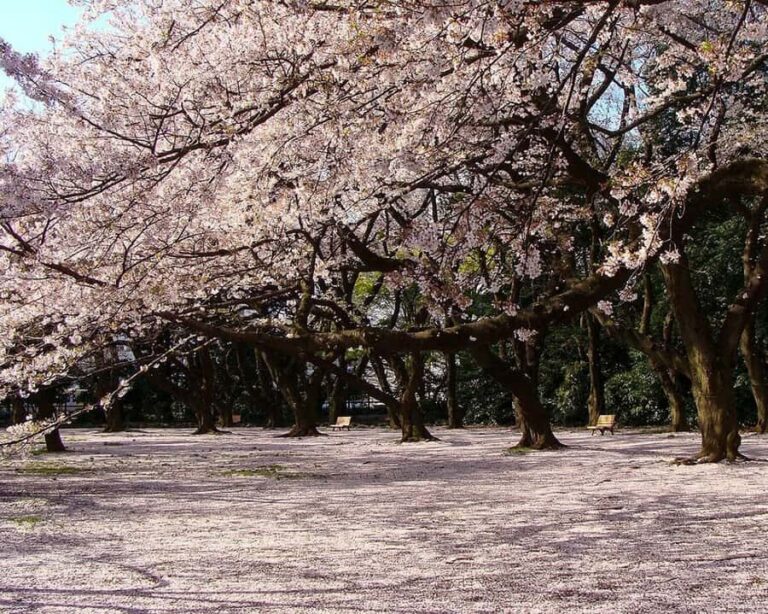 Tokyo: Shinjuku Gyoen Cherry Blossom Tour & Entry - The Guided Walk: What to Expect