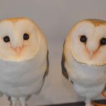 Tokyo: Shinjuku Gyoen, Meiji Shrine, and Shibuya Tour - In-Depth Breakdown of the Itinerary