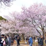 Tokyo: Shinjuku Gyoen National Garden Guided Walking Tour - Who Will Love This Tour?