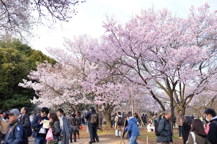 Tokyo: Shinjuku Gyoen National Garden Guided Walking Tour - Who Will Love This Tour?