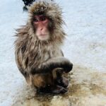 Tokyo: Snow Monkey & Nagano Customizable Private Day Tour - Practical Details and Value