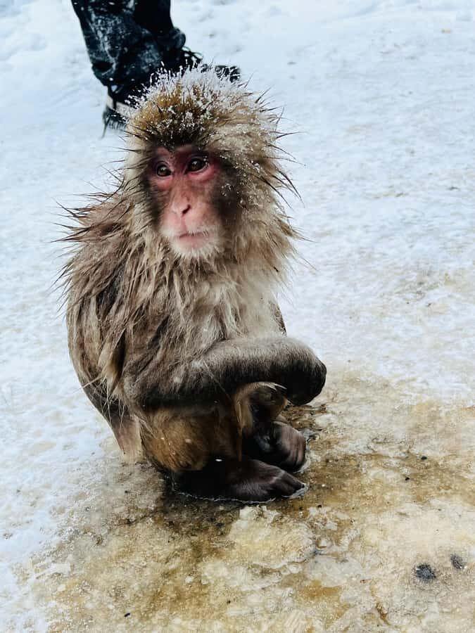 Tokyo: Snow Monkey & Nagano Customizable Private Day Tour - Practical Details and Value