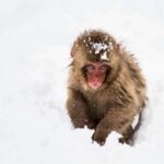 Tokyo: Snow Monkey Park and Zenkoji Temple Private Day Tour - Who Would Love This Tour?