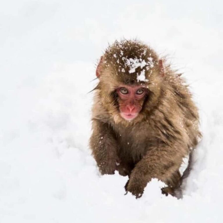 Tokyo: Snow Monkey Park and Zenkoji Temple Private Day Tour - Who Would Love This Tour?