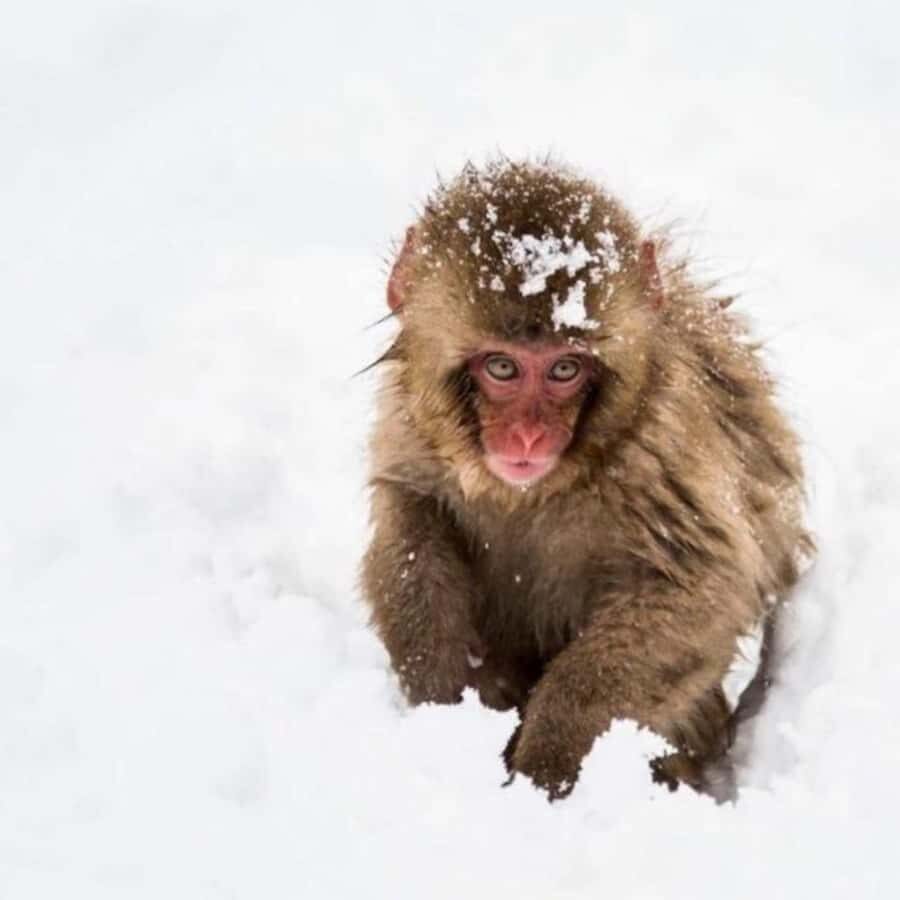 Tokyo: Snow Monkey Park and Zenkoji Temple Private Day Tour - Who Would Love This Tour?