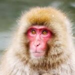 Tokyo: Snow Monkey Park Private Customize Tour English Guide - An In-Depth Look at What to Expect