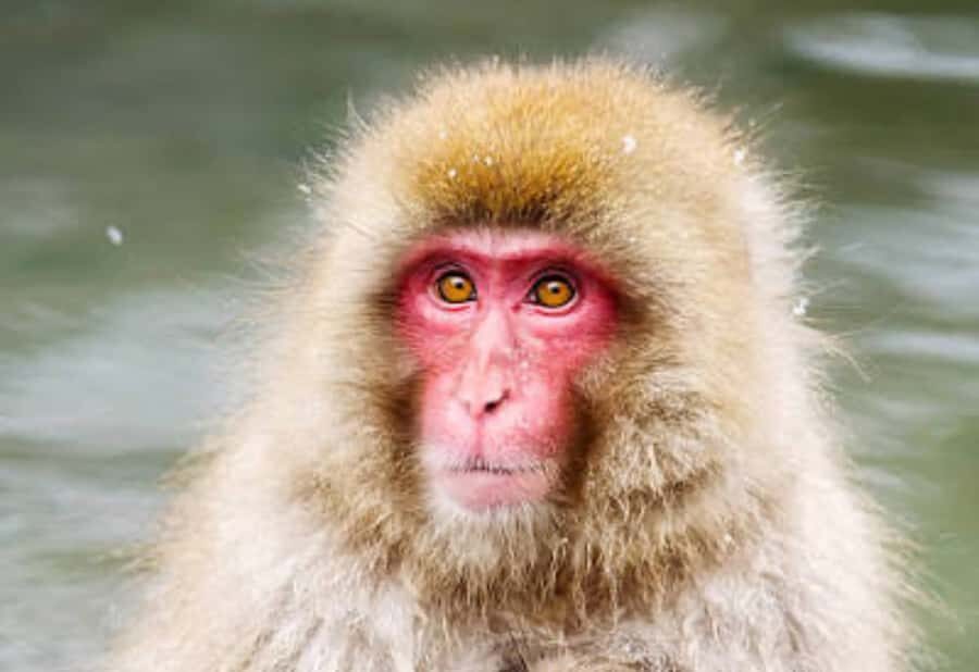 Tokyo: Snow Monkey Park Private Customize Tour English Guide - An In-Depth Look at What to Expect