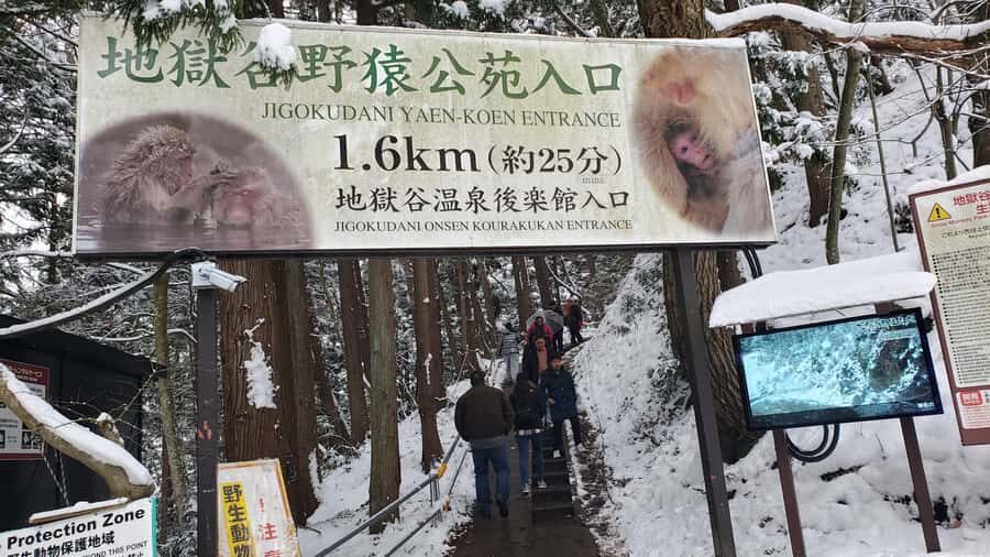 Tokyo: Snow Monkeys, Zenkoji Temple, & Obuse Day Trip - A Complete Guide to the Tokyo: Snow Monkeys, Zenkoji Temple, & Obuse Day Trip