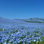 Tokyo to Hitachi Seaside Park Private Day Trip by Car - Experience Highlights and Authentic Insights