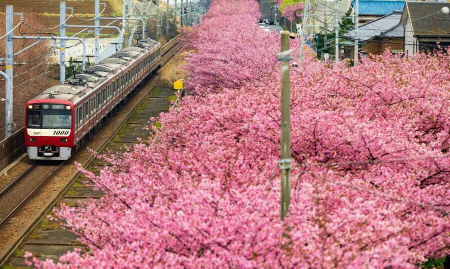 Tokyo to Izu: Kawazu Sakura Day Trip with Train & Pickup - FAQs