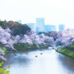 Tokyo:Private Chidorigafuchi Sakura Walk by the ImperialMoat - FAQs
