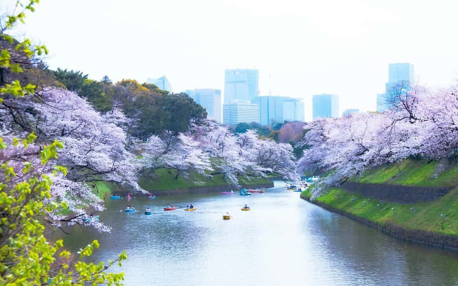 Tokyo:Private Chidorigafuchi Sakura Walk by the ImperialMoat - FAQs