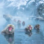 Tokyo:Snow Monkey Park Private Customized Tour English Guide - The Itinerary Breakdown