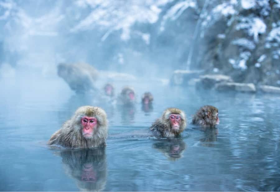 Tokyo:Snow Monkey Park Private Customized Tour English Guide - The Itinerary Breakdown