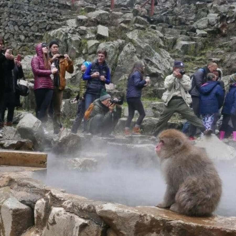 Tokyo:Snow Monkey Private Customized Tour With English guide - An In-Depth Look at the Nagano Private Tour Experience
