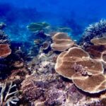 Townsville & Magnetic Island: MOUA & Reef Snorkel Experience - What to Expect from the Tour