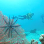 Townsville & Magnetic Island: Reef Explorer Scuba Experience - Practical Details & What to Bring