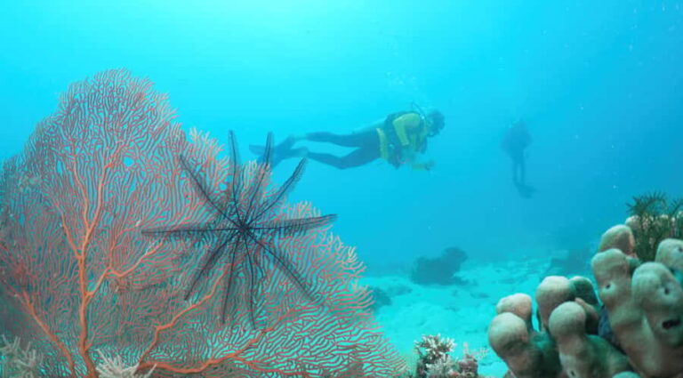 Townsville & Magnetic Island: Reef Explorer Scuba Experience - Practical Details & What to Bring