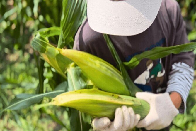 Toyota Green Life Experience Seasonal Farm with Farmers in Inabu - The Itinerary in Detail