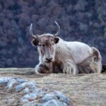 Traverse for a Private Epic Journey to Langtang - Practical Considerations