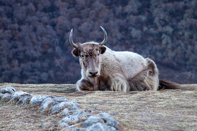 Traverse for a Private Epic Journey to Langtang - Practical Considerations