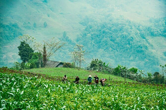 True North Ha Giang Loop Motorbike Tour 4 Days of Adventures - The Experience from Reviews