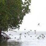 Tung Yee Peng Mangrove Forest Tour By Longtail Boat From Koh Lanta - Who Will Love This Tour?