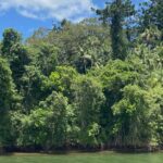 Tweed River Cruise: relax with a Morning Tea cruise - Practical Details & Tips