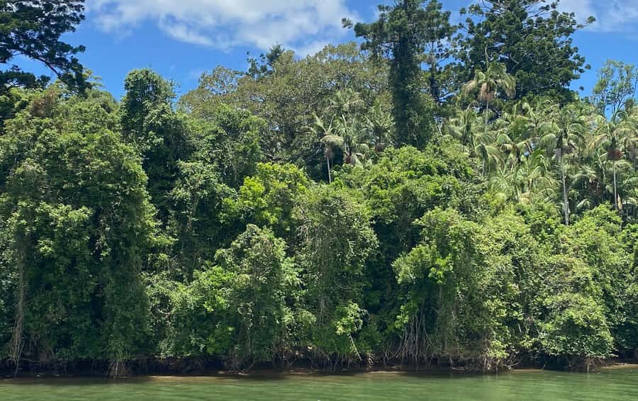 Tweed River Cruise: relax with a Morning Tea cruise - Practical Details & Tips