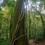 Two days Doi Inthanon national park - Day Two: Sunrise and the Iconic Kew Mae Pan Trail