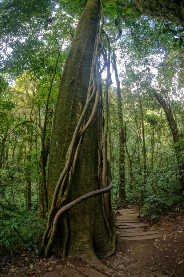 Two days Doi Inthanon national park - Day Two: Sunrise and the Iconic Kew Mae Pan Trail