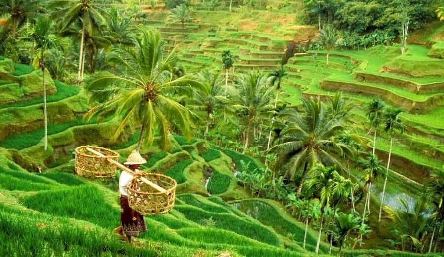 Ubud: Alas Harum, Temple, and Waterfall - Private Tour - Why This Tour Offers Great Value