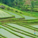 Ubud: Bali Swing, Tegalalang Rice Terrace & Ubud Palace & Market - What’s Included and What to Budget For