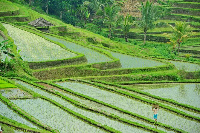 Ubud: Bali Swing, Tegalalang Rice Terrace & Ubud Palace & Market - What’s Included and What to Budget For