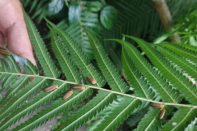 Ubud: Balinese Village Life, Organic Farm Dinner and Firefly Tour - The Practicalities