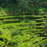 Ubud: Customized Ubud Fullday Tour With Private Driver - Detailed Breakdown of the Itinerary