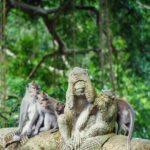 Ubud Day Tour: Sacred Monkey Forest, Rice Terraces and Waterfall - Who Should Book This Tour?