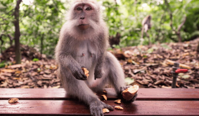 Ubud Day Tours (Private and All Inclusive) - Practicalities & What to Expect