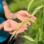 Ubud Half-Day: Rice Fields, Batuan Kaler Temple & Waterfall - The Practicalities: What You Need to Know