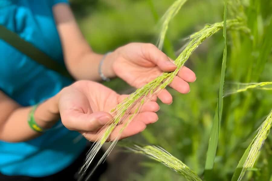Ubud Half-Day: Rice Fields, Batuan Kaler Temple & Waterfall - The Practicalities: What You Need to Know