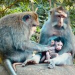 Ubud Hidden Wonders A Day in Balis Heart - Who Is This Tour Best For?