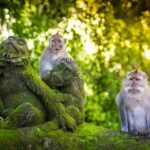 Ubud: Highlight Private Tour with Zipline & Cretya Pool - How the Day Unfolds