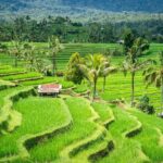 Ubud Highlights Private Day Tour - Insights from Others’ Experiences