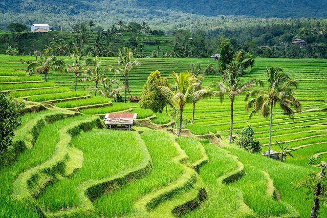 Ubud Highlights Private Day Tour - Insights from Others’ Experiences