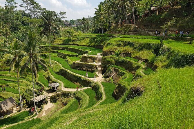 Ubud Highlights Rice Terraces, Temple, Waterfall & Monkeys forest - The Sum Up