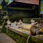 Ubud: Monkey Forest, Cretya Pool & Zipline Shared Tour - The Value of This Ubud Day Tour